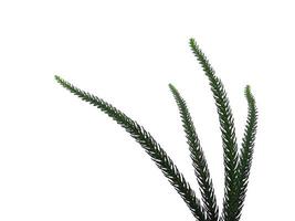 Hoop pine leaves or norfolk island pine leaf on white background photo