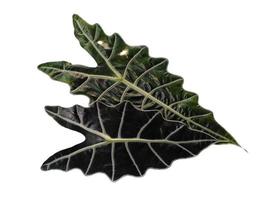 Anthurium crystallinum or alocasia leaf Isolated on white background photo