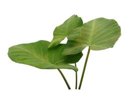 Eddoe leaves or wild taro leaf on white background photo