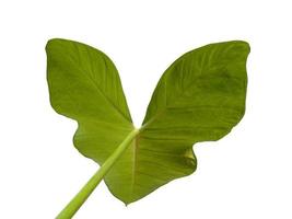 Eddoe leaves or wild taro leaf on white background photo