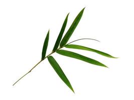 Bamboo leaves Isolated on a white background. Bamboo leaf on white background photo