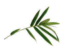 Bamboo leaves Isolated on a white background. Bamboo leaf on white background photo