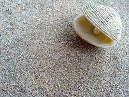 Sea shell with a pearl in the sand photo