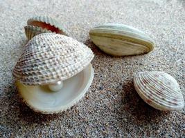 concha con una perla en la arena de una playa foto