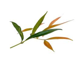 Syzygium oleana leaves on white background photo