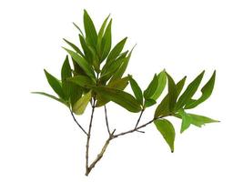 Syzygium oleana leaves on white background photo