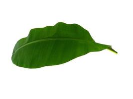 Musaceae or Banana leaf on white background photo