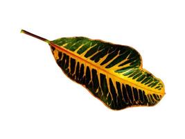 Codiaeum variegatum leaf Isolated on white background photo