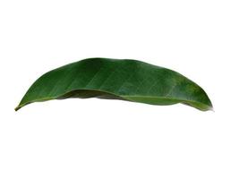 Green Magnolia champaca leaf on white background photo