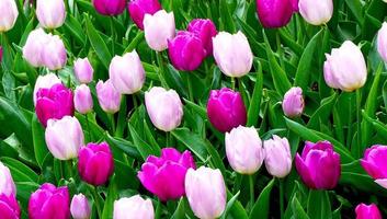 Pink and purple tulip flowers in the garden Summer season photo