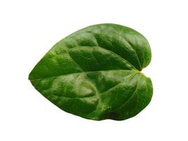 Green leaf background. Heart shaped green leaves. Green betel leaf isolated on white background photo