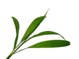 Tree on white background. Green leaves isolated on white background photo