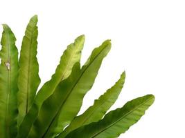 Asplenium nidus plant on white background photo