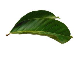 Nephelium lappaceum leaves or rambutan leaf on white background photo