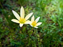 flor amarilla que florece en el jardín foto