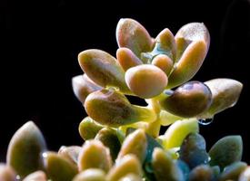 Succulent plant close-up, fresh leaves detail of sedum dasyphyllum photo