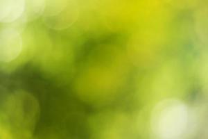 Natural outdoors bokeh background in green and yellow tones, Blurred green tree leaf background with bokeh photo