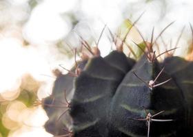 Cactus species Gymnocalycium on bokeh background photo