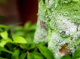 hermoso liquen verde, musgo y algas que crecen en el tronco del árbol foto