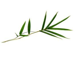 Bamboo leaves Isolated on a white background. Bamboo leaf on white background photo