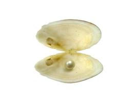 Shell and pearl isolated on white background photo