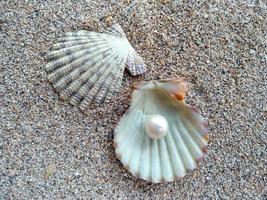 Sea shell with a pearl in the sand photo