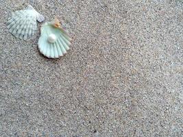 Sea shell with a pearl in the sand photo