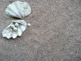 concha con una perla en la arena de una playa foto