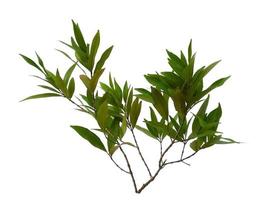 hojas de syzygium oleana sobre fondo blanco foto