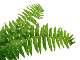 Green Polypodiophyta leaves isolated on white background. Green leaf texture photo