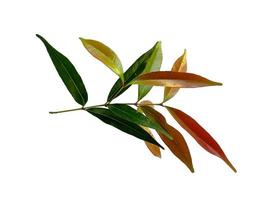 Syzygium oleana leaves on white background photo