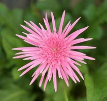 Gerbera flowers,colorful flowers, tropical flowers, Thai flowers, close up shot. photo