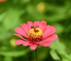 Zinnia flowers,colorful flowers, tropical flowers, Thai flowers, close up shot. photo