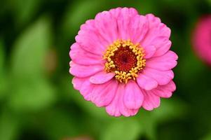 Zinnia flowers,colorful flowers, tropical flowers, Thai flowers, close up shot. photo