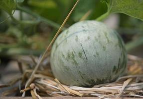 melón, sandía, invernadero, no tóxico foto