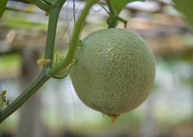 Melon, watermelon, greenhouse, non-toxic photo