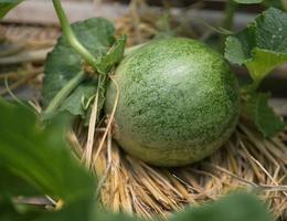 melón, sandía, invernadero, no tóxico foto