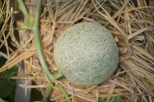 Melon, watermelon, greenhouse, non-toxic photo