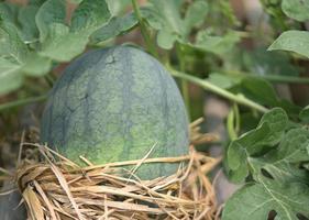 melón, sandía, invernadero, no tóxico foto