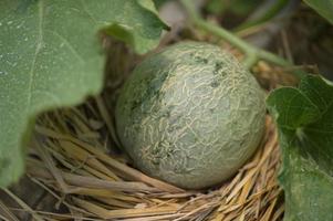 melón, sandía, invernadero, no tóxico foto