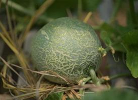 melón, sandía, invernadero, no tóxico foto