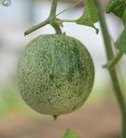 melón, sandía, invernadero, no tóxico foto