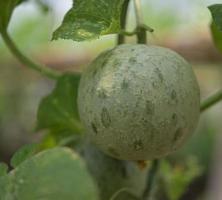 melón, sandía, invernadero, no tóxico foto