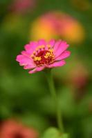 Zinnia flowers,colorful flowers, tropical flowers, Thai flowers, close up shot. photo