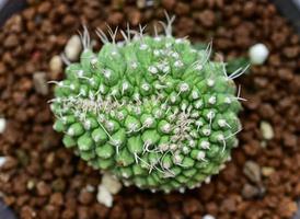 cactus, plantas del desierto, plantas ornamentales, plantas en maceta, plantas tolerantes a la sequía. foto