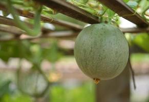 Melon, watermelon, greenhouse, non-toxic photo