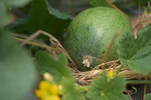 melón, sandía, invernadero, no tóxico foto