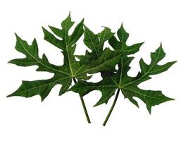 Cnidoscolus aconitifolius leaf Isolated on white background. Green leaves on white background photo