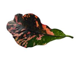 Codiaeum variegatum leaves Isolated on white background photo