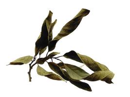 Brown leaf background. Old leaf texture. Leaf on white background photo